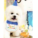 Chapéu e Babador Pet Feliz Aniversário para Cães e Gatos