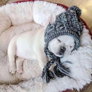 Gorro Chapéu Agasalho de Inverno Pet Capuz para Cachorros