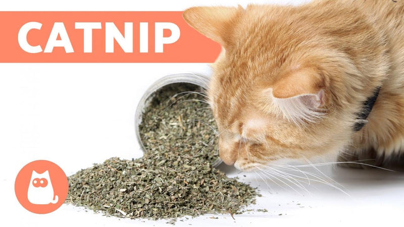 Catnip: Tudo sobre a erva de gato: o que é, como funciona e benefícios do catnip