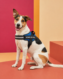 Peitoral Para Cachorros Ajustável com Nome Personalizável