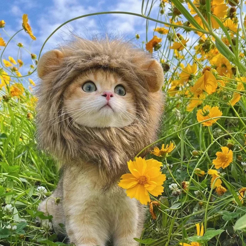Juba de Leão Peruca Fantasia para Gato