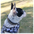 Coleira de Couro Spikes Cravejada para Cães