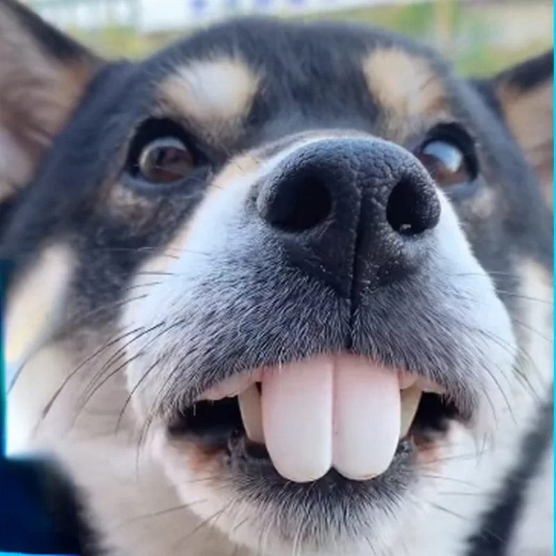 Dentadura Engraçada para Cachorros Festa Halloween