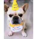 Chapéu e Babador Pet Feliz Aniversário para Cães e Gatos