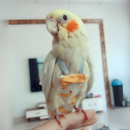 Fralda para Papagaio Passarinho Lavável e Reutilizável