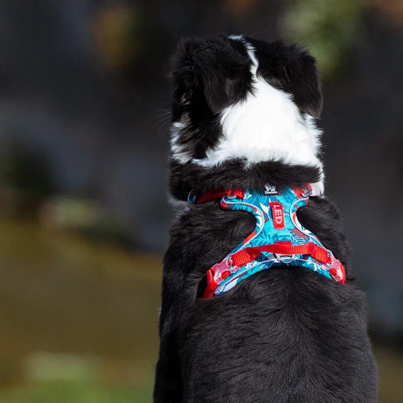 Peitoral Coleira Ajustável Colorida para Cachorros