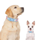 Coleira Colar Nylon Colorida para Cachorros