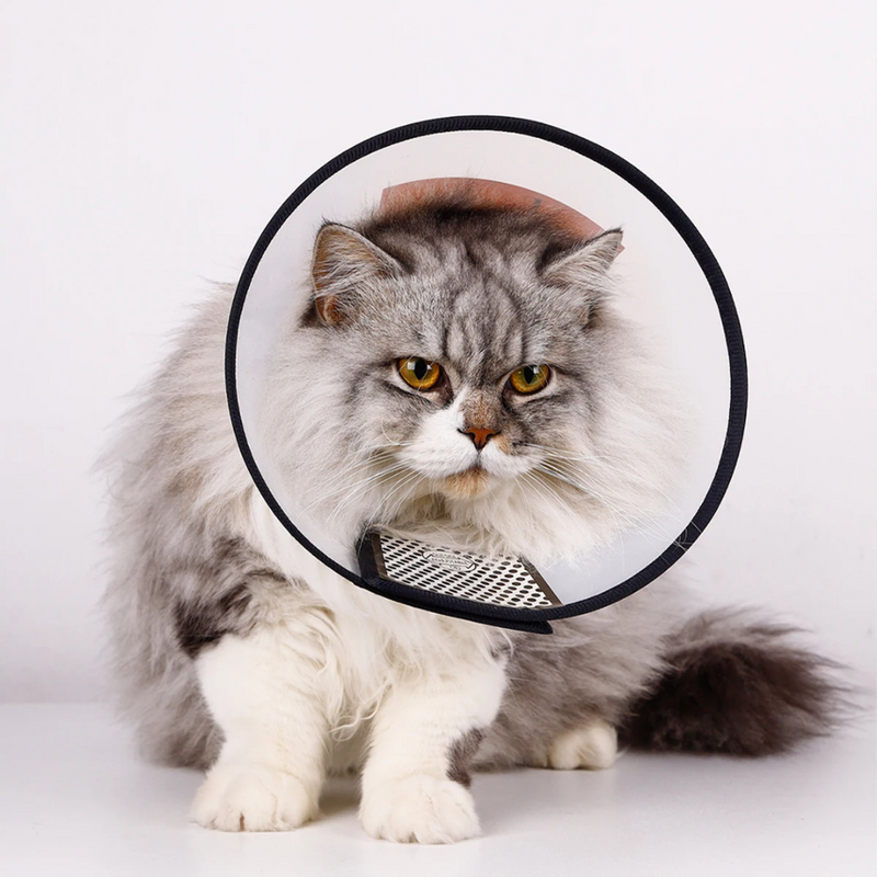 Colar Pós Cirúrgico Pet Elizabetano Para Recuperação Cães Gatos