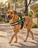 Peitoral Para Cachorros Ajustável com Nome Personalizável