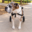 Cadeira de Rodas Ajustável para Cães – Suporte e Mobilidade para Patas Traseiras