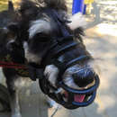 Focinheira De Cachorro Preta Ajustável Cães de Grande Porte Rottweiler