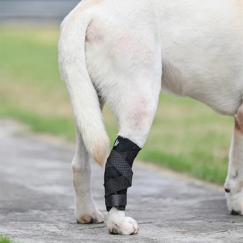Cinta Suporte para Articulação e Joelho de Cachorros com Dificuldade de Caminhar