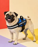 Peitoral Para Cachorros Ajustável com Nome Personalizável