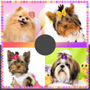 Laços de Cabelo com Elásticos Coloridos para Cães