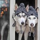 Gorro Chapéu Agasalho de Inverno Pet Capuz para Cachorros