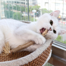 Palito Varinha de Morder Limpeza de Dentes para Gatos