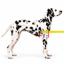 Cadeira de Rodas Ajustável para Cães – Suporte e Mobilidade para Patas Traseiras