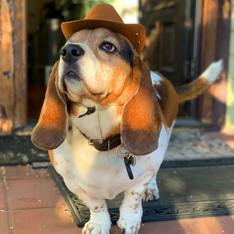 Chapéu Fantasia Cowboy para Cachorros e Gatos