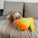 Brinquedo Pato Pelúcia Pet