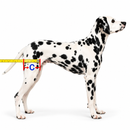 Cadeira de Rodas Ajustável para Cães – Suporte e Mobilidade para Patas Traseiras
