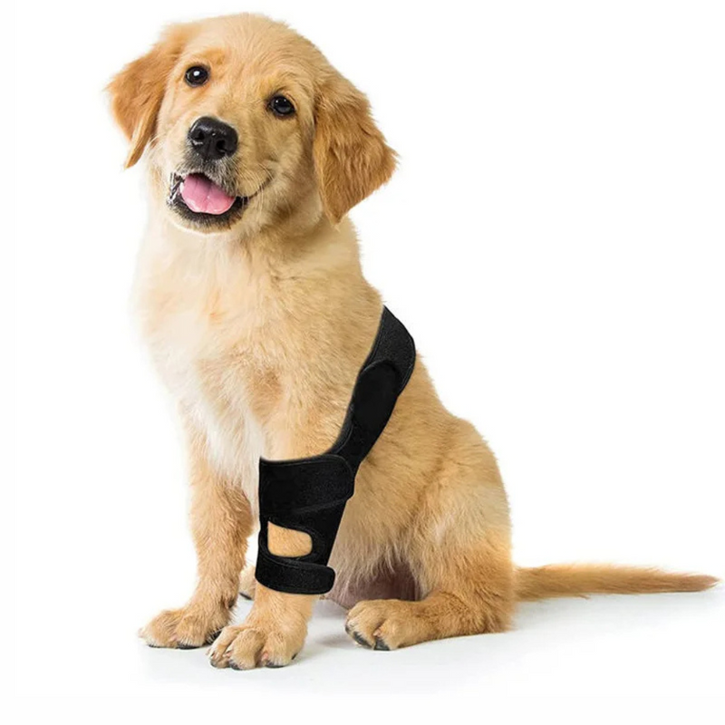 Cinta Suporte para Articulação e Joelho de Cachorros com Dificuldade de Caminhar