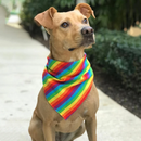 Bandana Lenço Pet Arco Iris para Cachorros