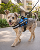 Peitoral Para Cachorros Ajustável com Nome Personalizável