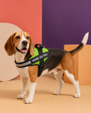 Peitoral Para Cachorros Ajustável com Nome Personalizável