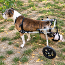 Cadeira de Rodas Ajustável para Cães – Suporte e Mobilidade para Patas Traseiras