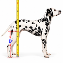 Cadeira de Rodas Ajustável para Cães – Suporte e Mobilidade para Patas Traseiras